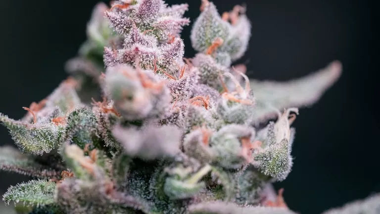 A crystal covered flower indicates a rich cannabinoid profile. The combination of cannabinoids impacts the experience.