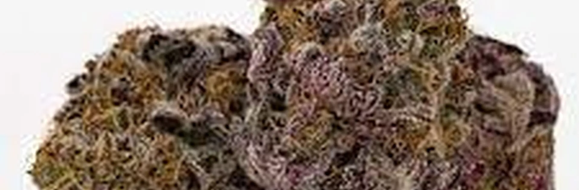 Strain Spotlight_Granddaddy Purple Cannabis.png