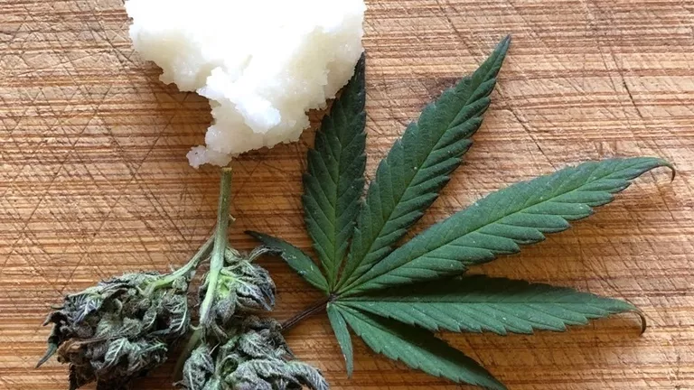 Cannabis infused coconut oil is perfect as an edible or a topical